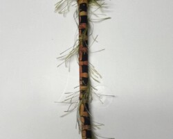 Brush 3 -- $45.00