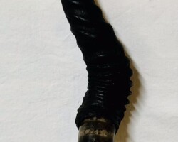 Brush 49 -- $185.00