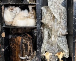 Intersections: Left Side